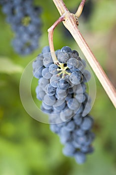 Purple red grapes