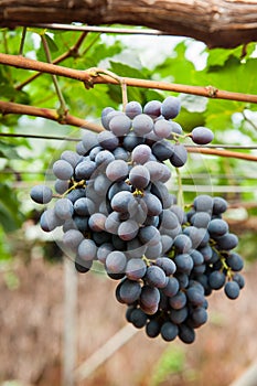 Purple red grapes