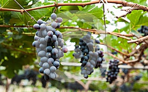 Purple red grapes