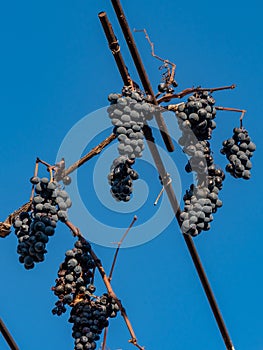 Purple red grapes against blue sky