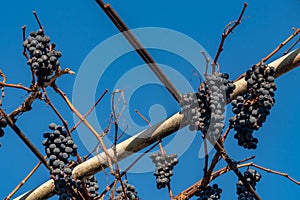 Purple red grapes against blue sky