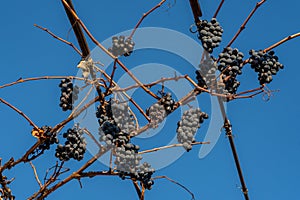 Purple red grapes against blue sky