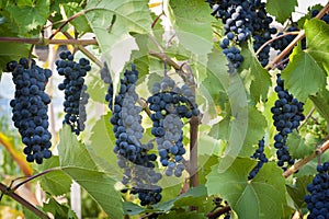 Purple red grapes with green leaves