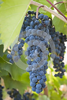 Purple red grapes with green leaves