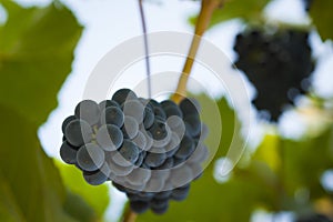 Purple red grapes with green leaves