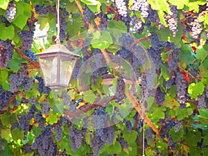 Purple red grapes with green leaves on the vine.
