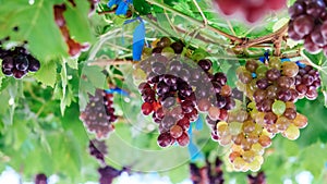 Purple red grapes with green leaves on the vine.