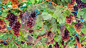 Purple red grapes with green leaves on the vine