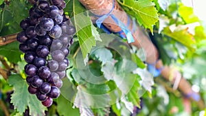 Purple red grapes with green leaves on the vine.