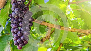 Purple red grapes with green leaves on the vine.