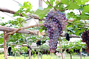 Purple red grapes with green leaves on the vine.