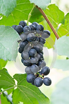 Purple red grapes with green leaves on the vine