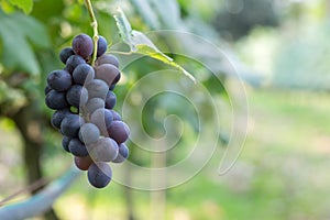 Purple red grapes with green leaves on the vine