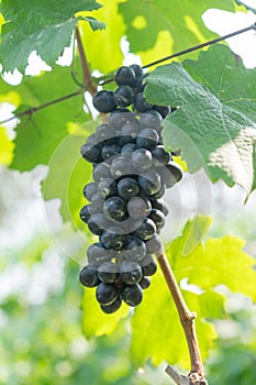 Purple red grapes with green leaves on the vine