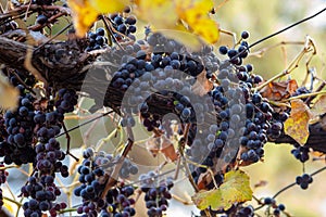 Purple red grapes with green leaves on the vine. Autumn