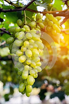 Purple red grapes with green leaves on the vine. fresh fruits