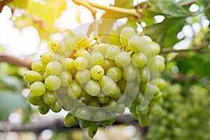 Purple red grapes with green leaves on the vine. fresh fruits