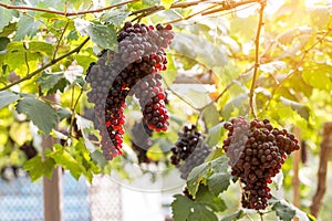 Purple red grapes with green leaves on the vine. fresh fruits