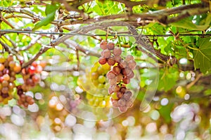 Purple red grapes with green leaves on the vine. fresh fruits