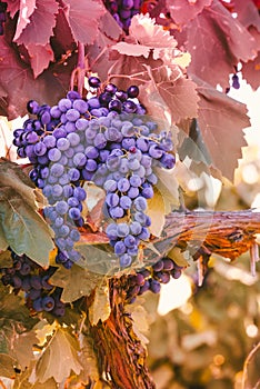 purple red grapes with green leaves on the vine. vine grape fruit plants outdoors. autumn and harvest.