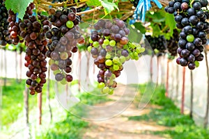 Purple red grapes with green leaves on the wine