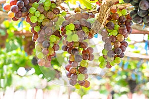 Purple red grapes with green leaves on the wine