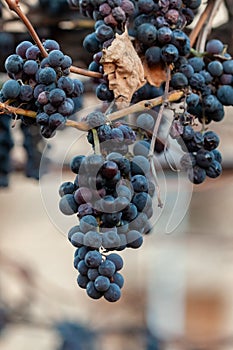 Purple red grapes with yellow leaves on the vine. Winter