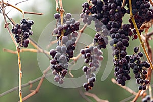 Purple red grapes with yellow leaves on the vine. Winter