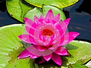 Purple red lotus flowering