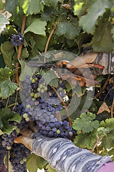 Purple red Merlot grapes