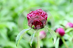 The purple-red peony flower buds are in bud.. photo