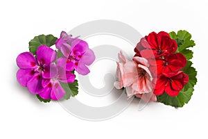 Purple and red pink geranium flower blossoms with green leaves isolated on white background