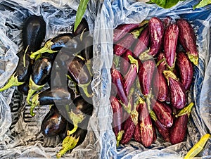 Purple and Red Stripe Eggplants at Greek Street Market