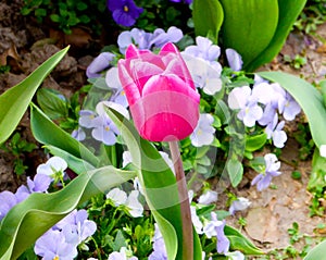 A purple-red tulip blooming