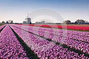 Purple and red tulips in a Dutch field