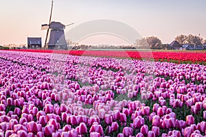 Purple and red tulips in a Dutch field