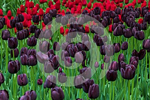 Purple and red tulips in the Keukenhof in 2022 in the Netherlands