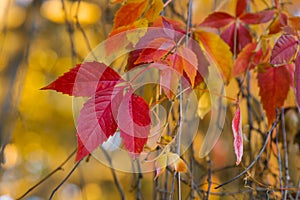 Purple red yellow autumn leaves of wild grapes