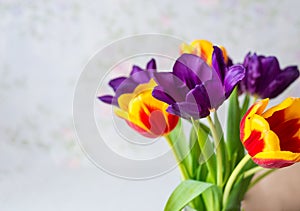 Purple, red, yellow tulips close-up. spring flower background