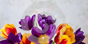 Purple, red, yellow tulips close-up. spring flower background