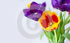 Purple, red, yellow tulips close-up. spring flower background