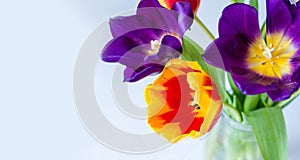 Purple, red, yellow tulips close-up. spring flower background