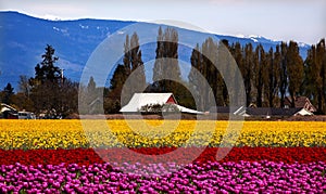 Purple Red Yellow Tulips Flowers Skagit Washington photo