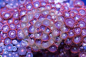 Purple And Red Zoanthid Soft Coral