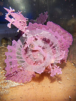 Purple Rhinopias fish photo