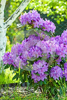 Purple Rhododendron