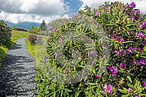 Purple Rhododendron bloom in Grayson Highlands State Park.