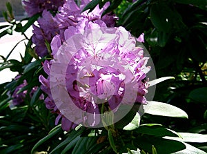 Purple rhododendron blooming