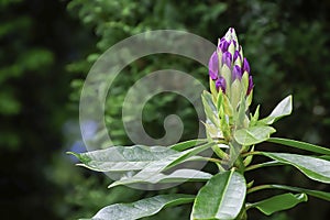 Purple rhododendron buds ready to bloom in british park.