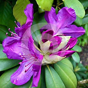 purple rhododendron comes from the bud to flower
